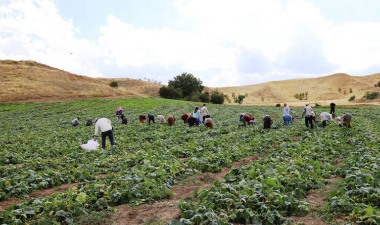 İlçenin en önemli gelir kaynağı olan başkentin coğrafi işaretli lezzetini hasat etme zamanı geldi!  – En son hayat haberleri